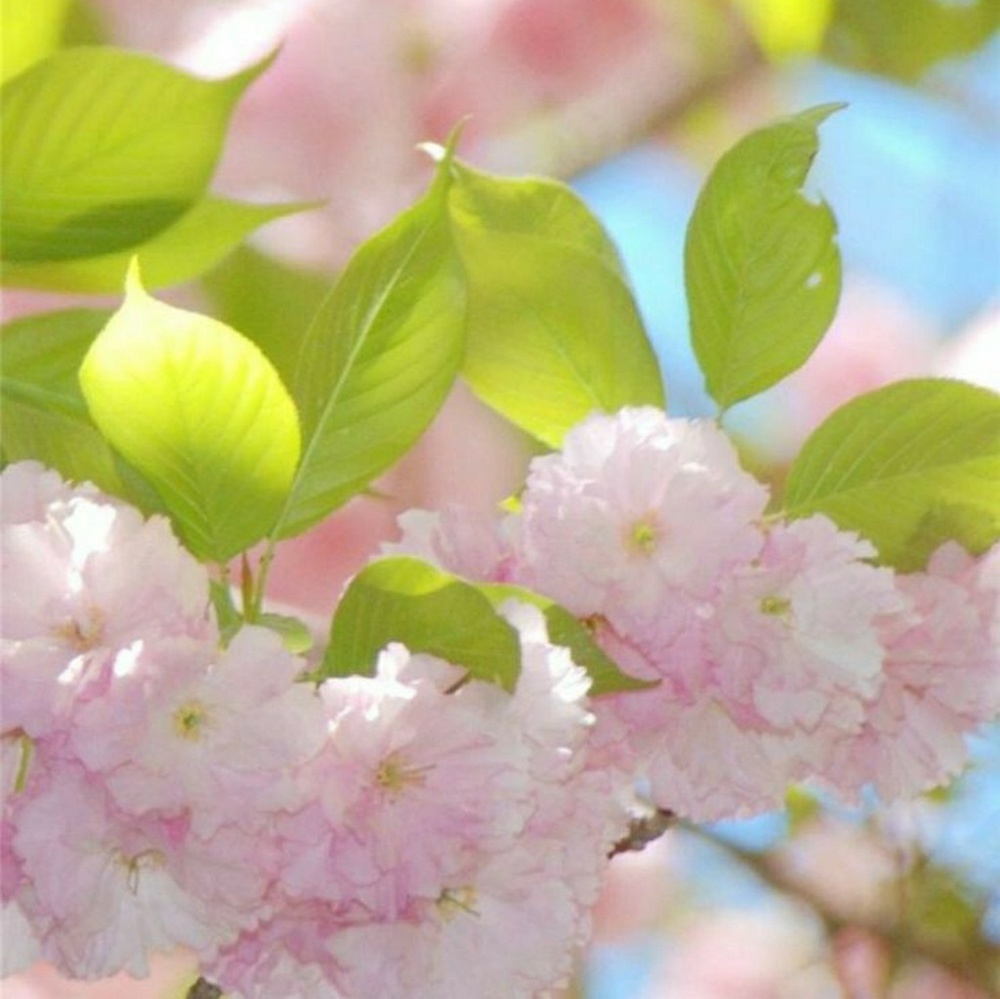 Meet your Posher, Sonja